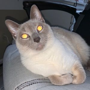 Meet your Posher, Hazel